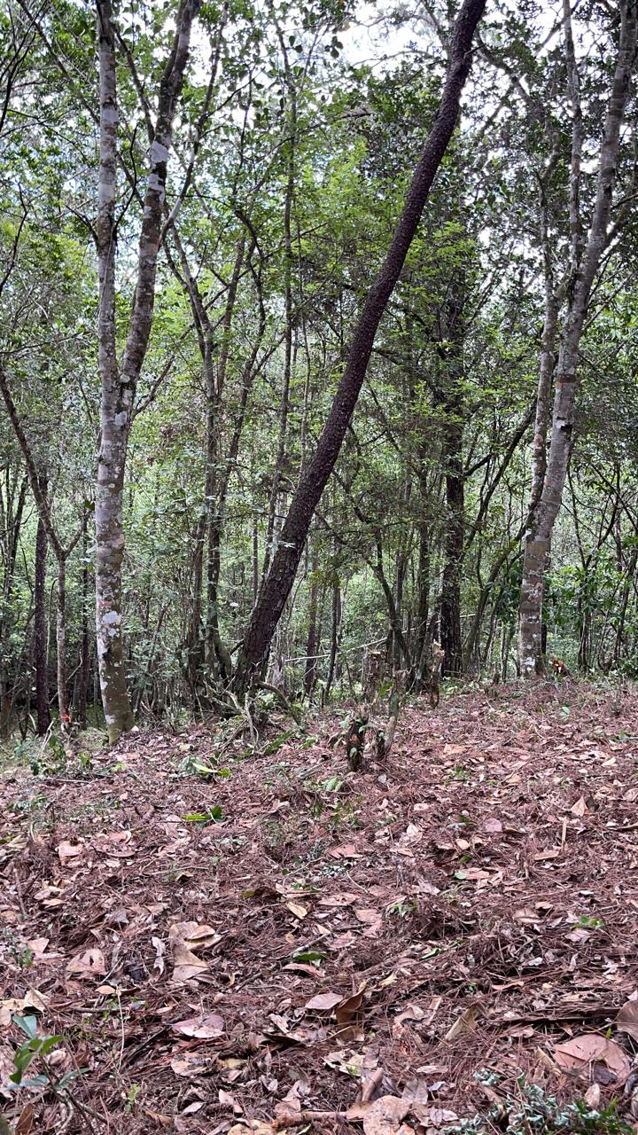 Finca en Jarabacoa