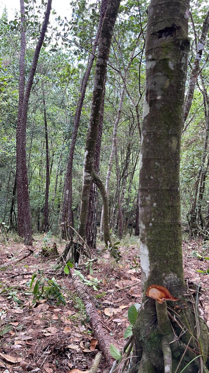 Finca en Jarabacoa
