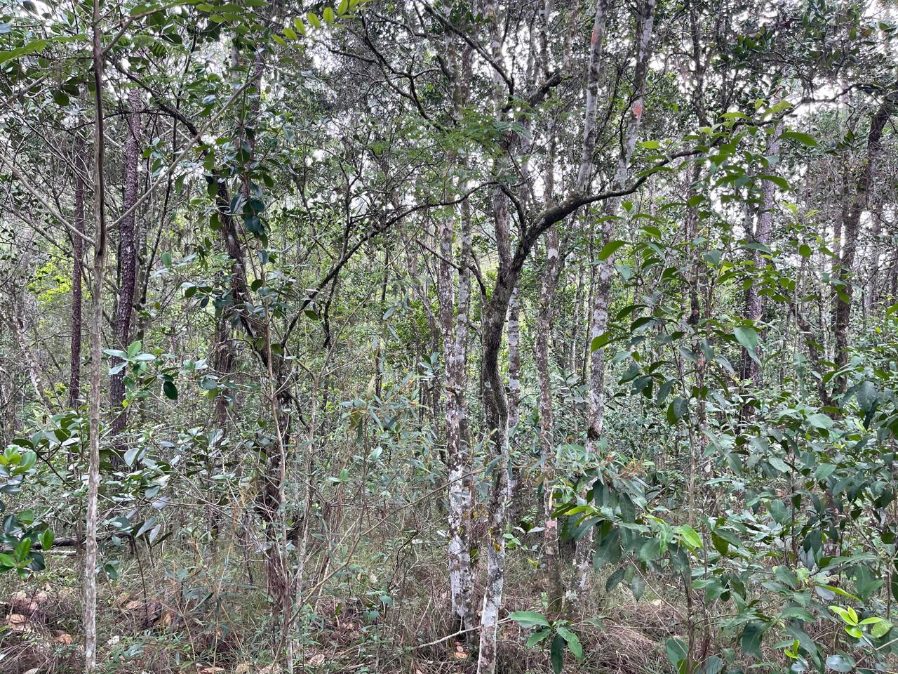 Finca en Jarabacoa