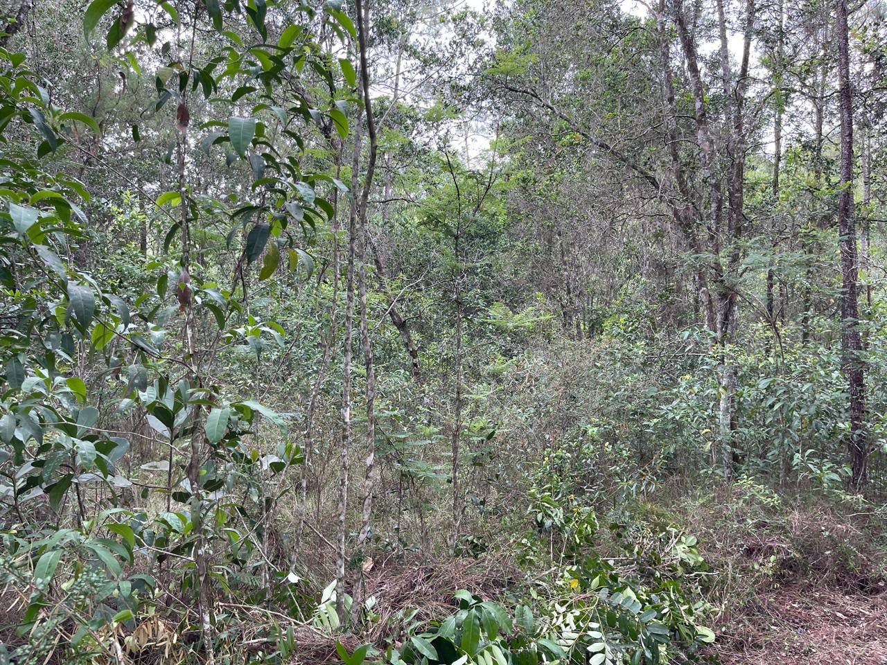 Finca en Jarabacoa