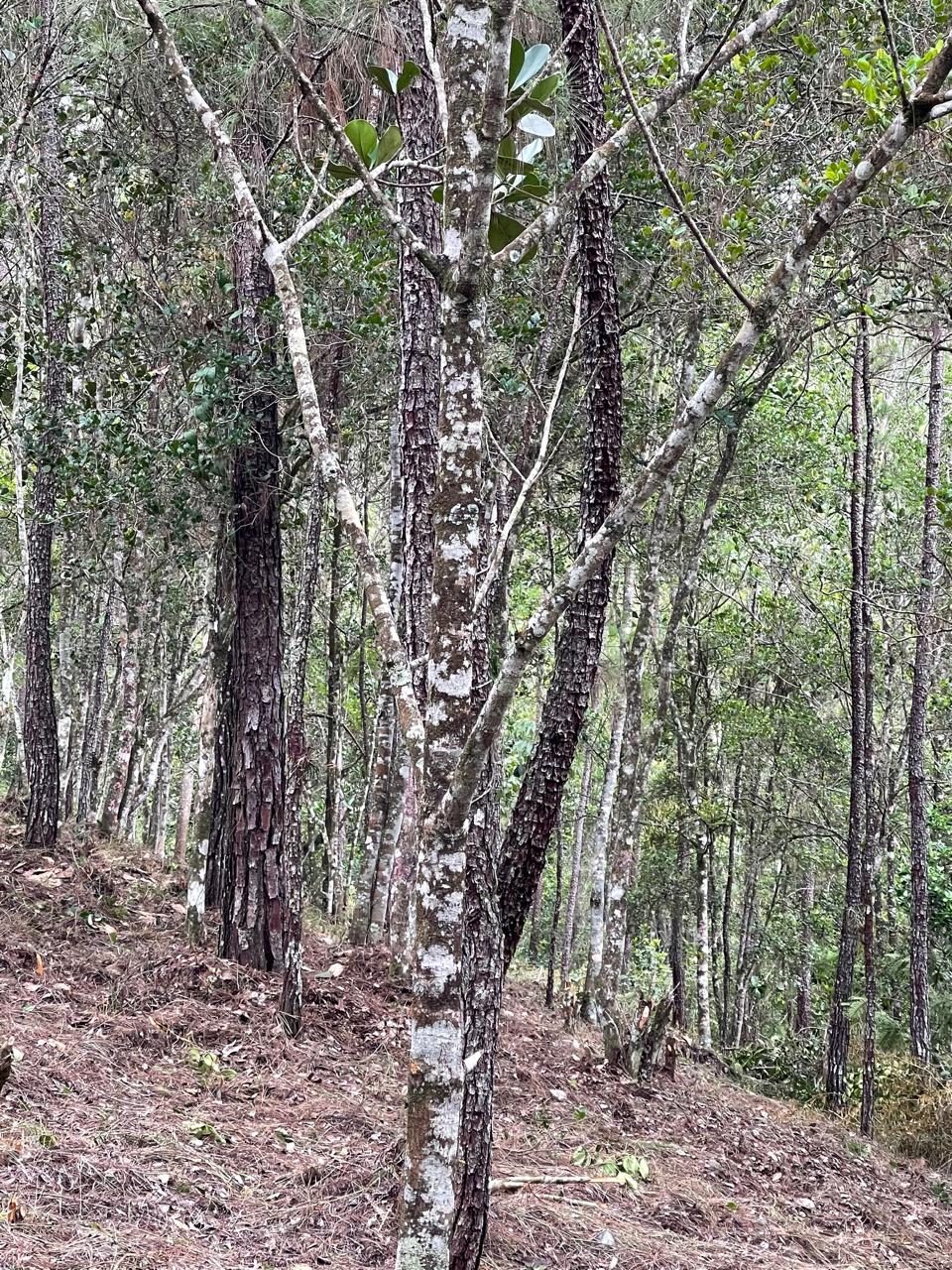 Finca en Jarabacoa