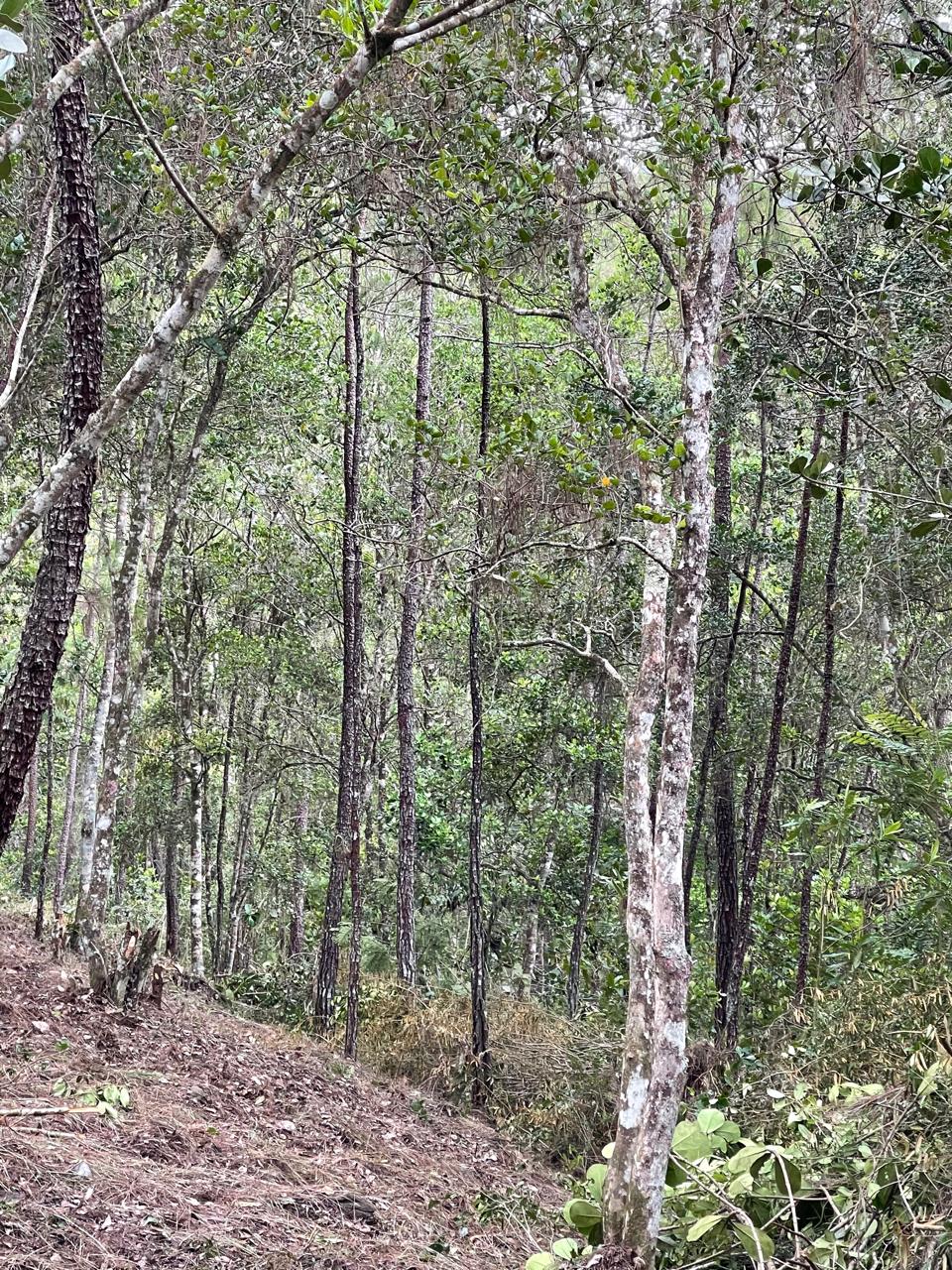 Finca en Jarabacoa