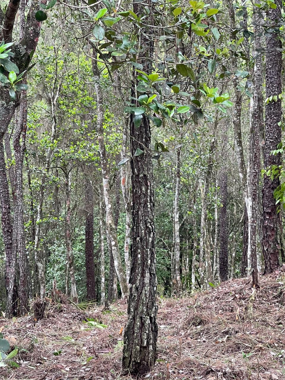 Finca en Jarabacoa