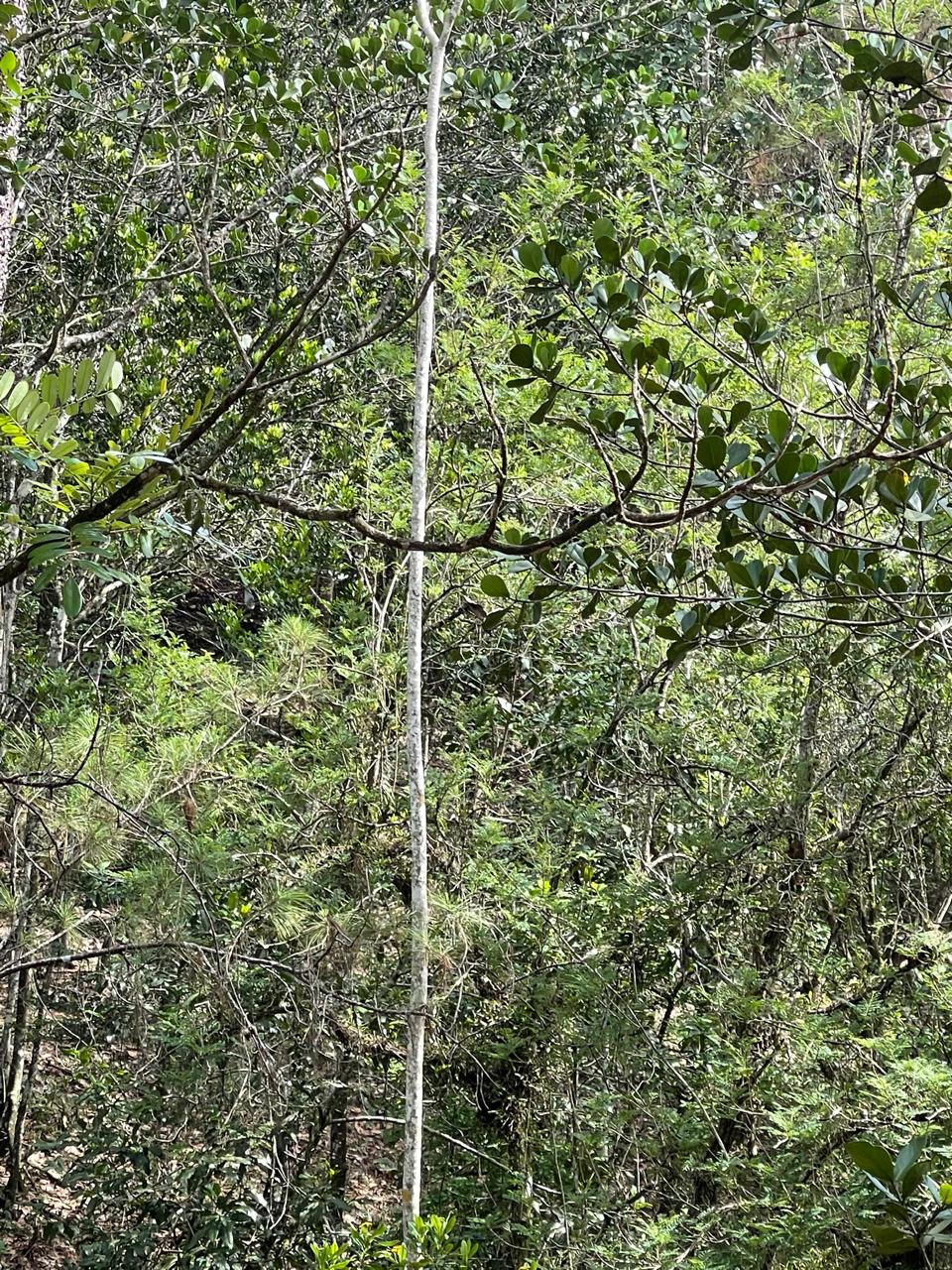 Finca en Jarabacoa