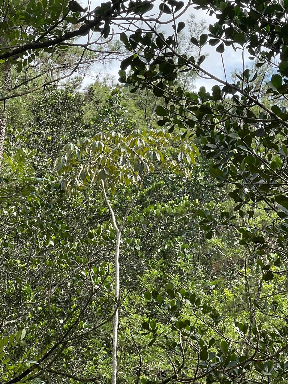 Finca en Jarabacoa
