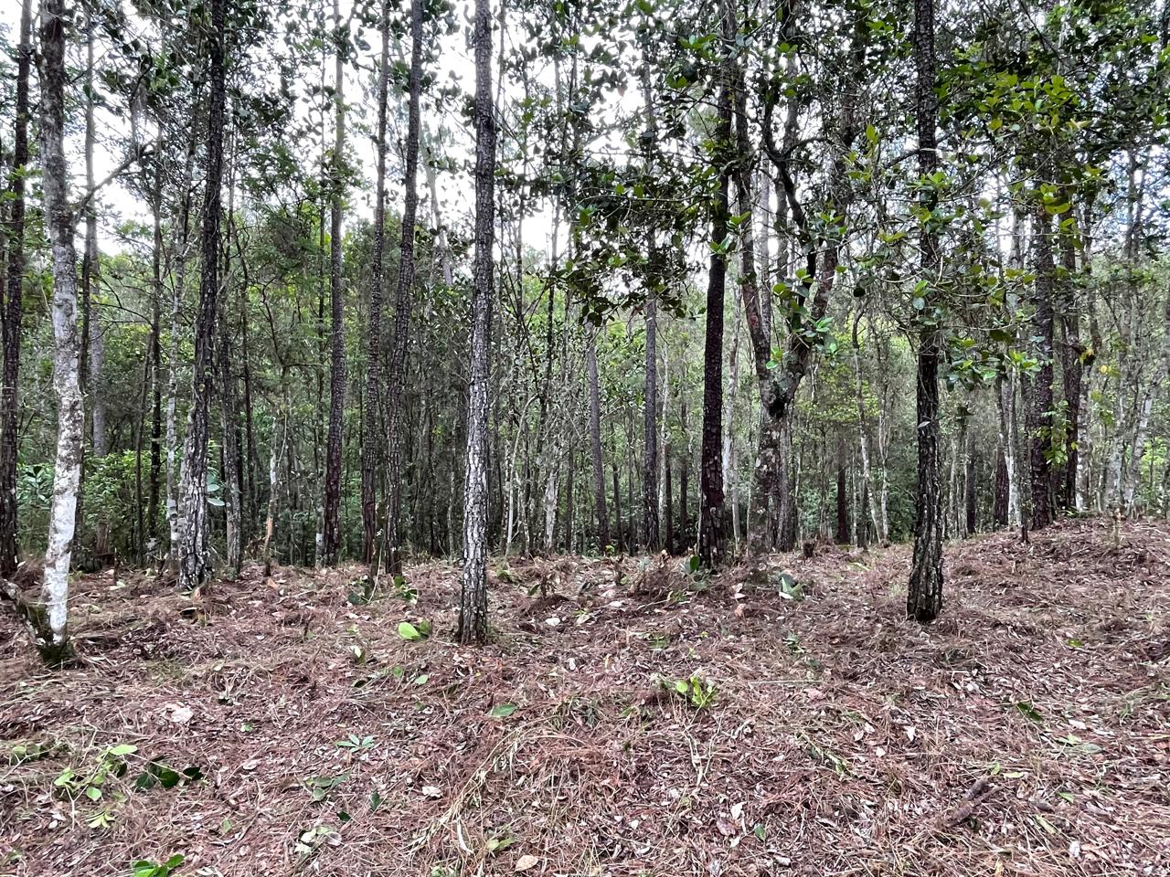 Finca en Jarabacoa