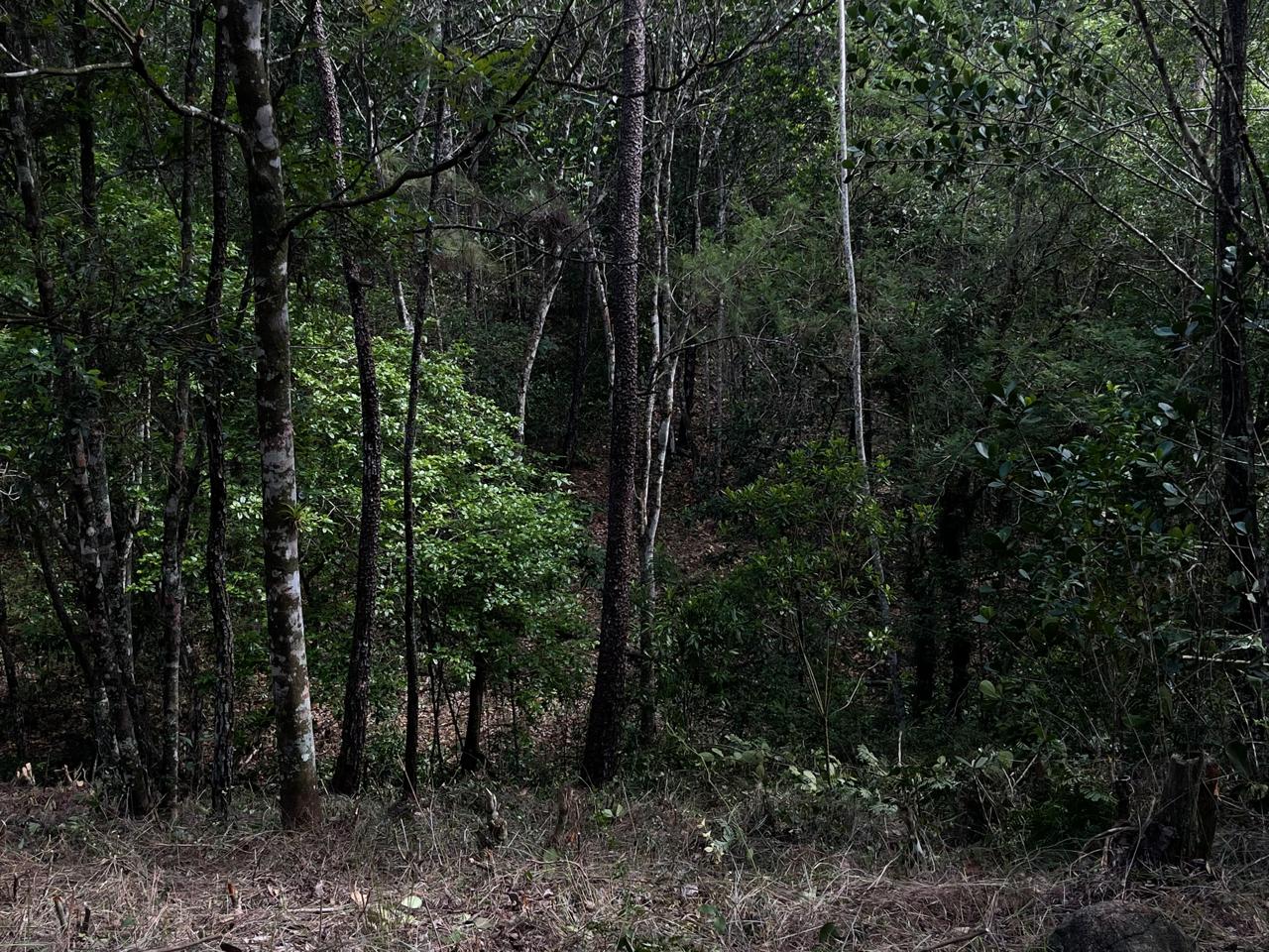 Finca en Jarabacoa