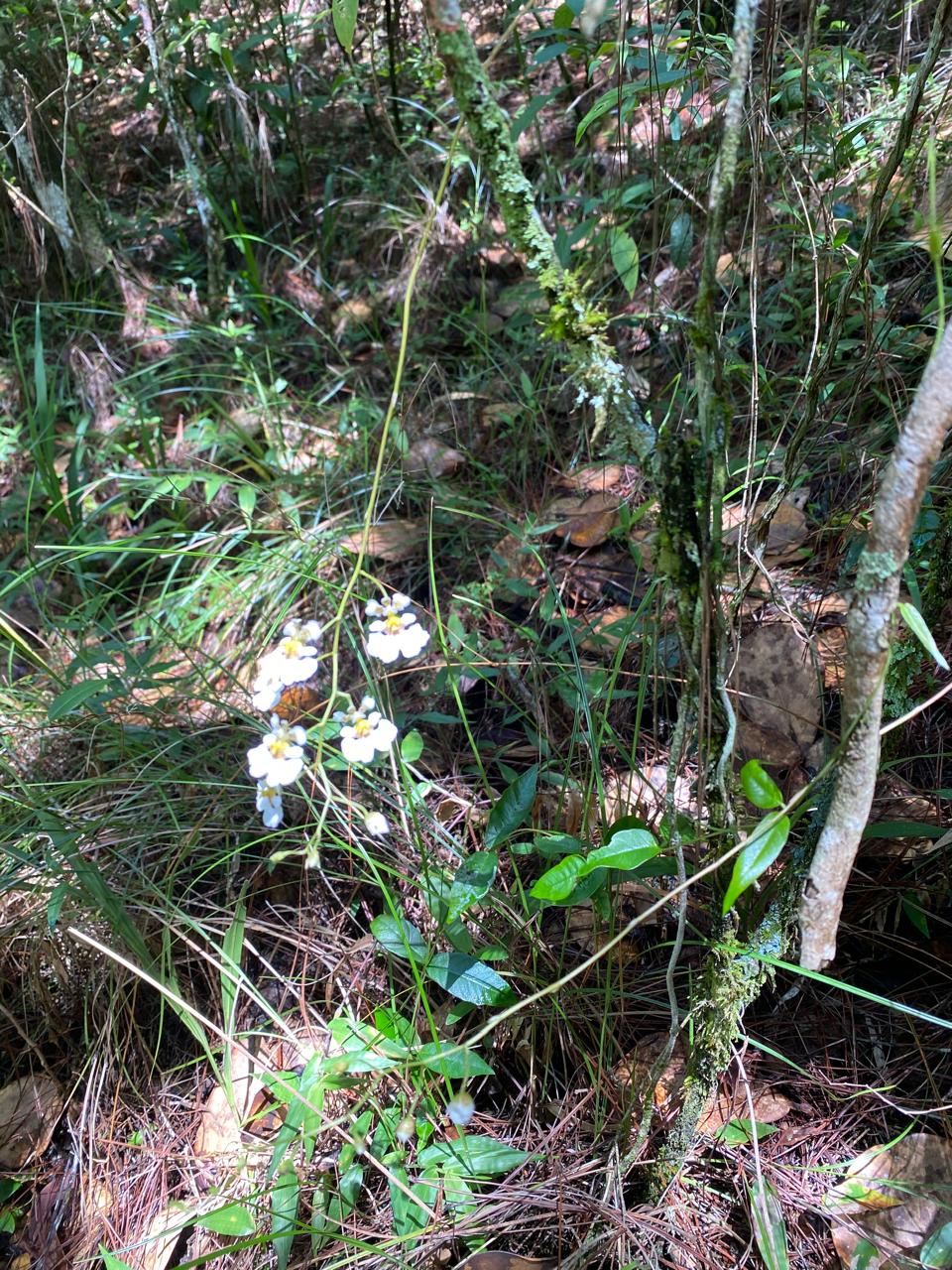 Finca en Jarabacoa