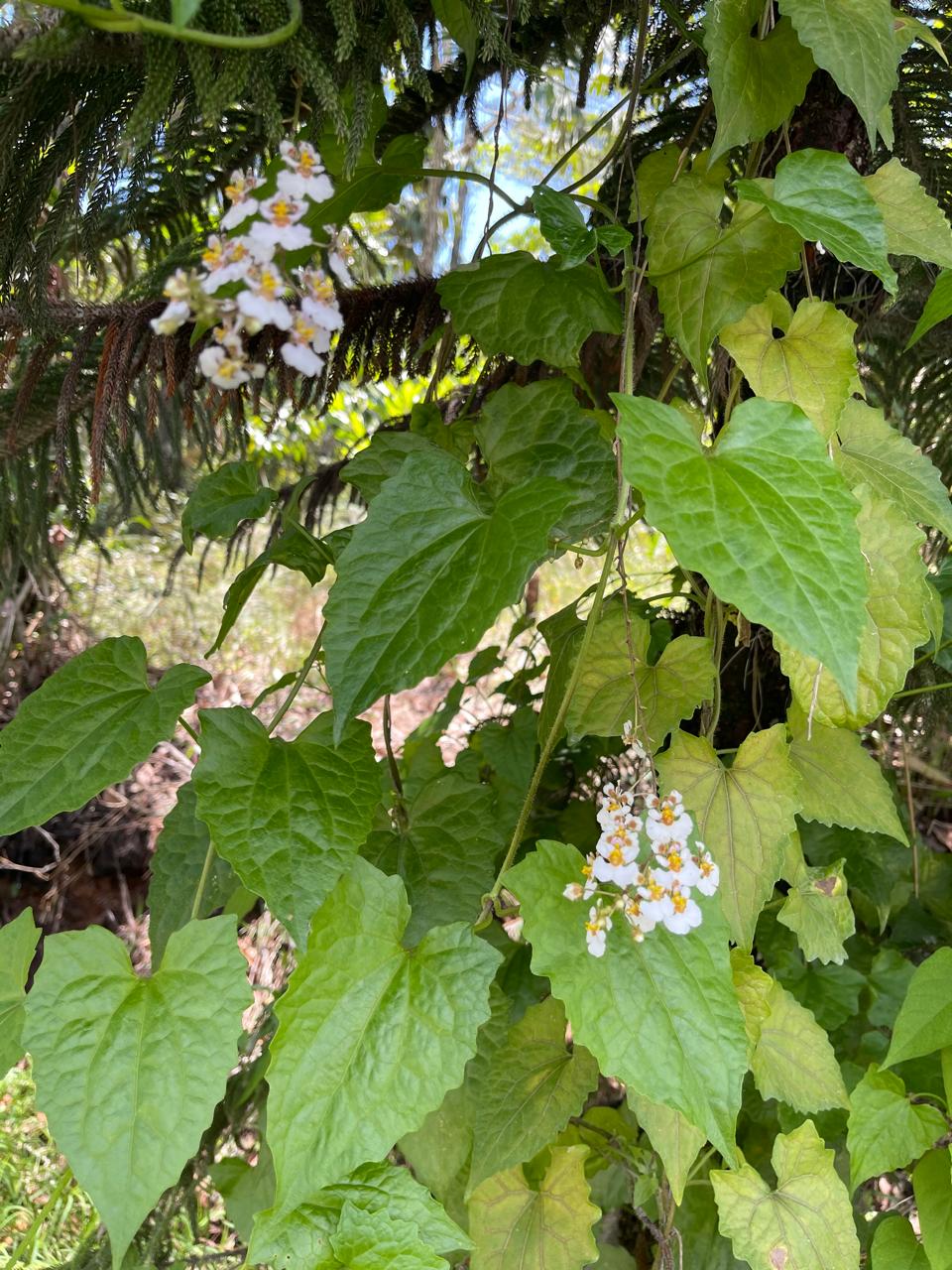 Finca en Jarabacoa