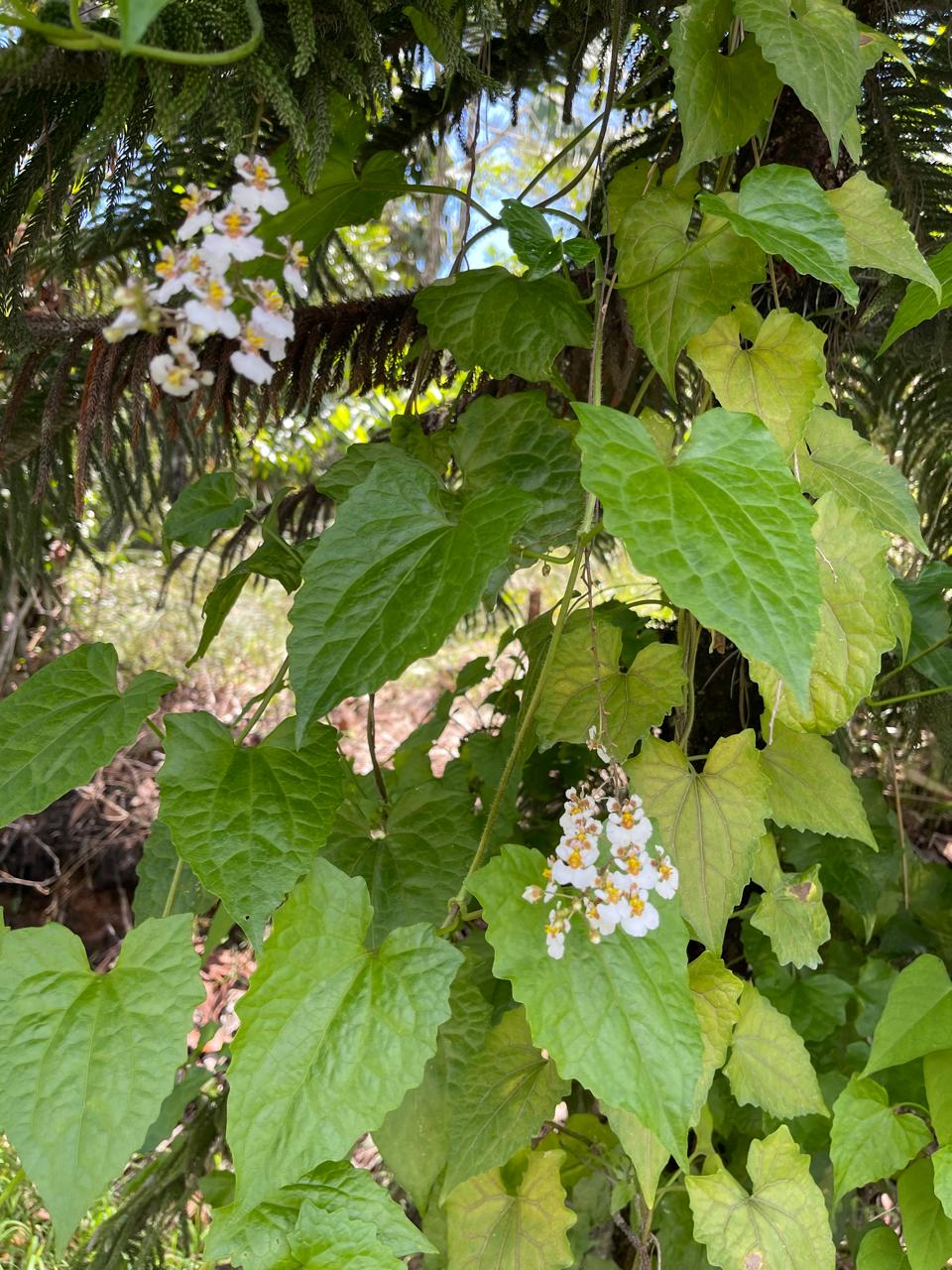 Finca en Jarabacoa