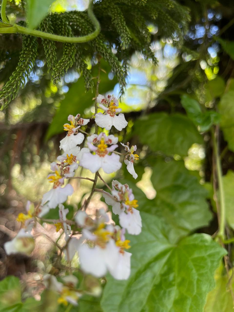 Finca en Jarabacoa